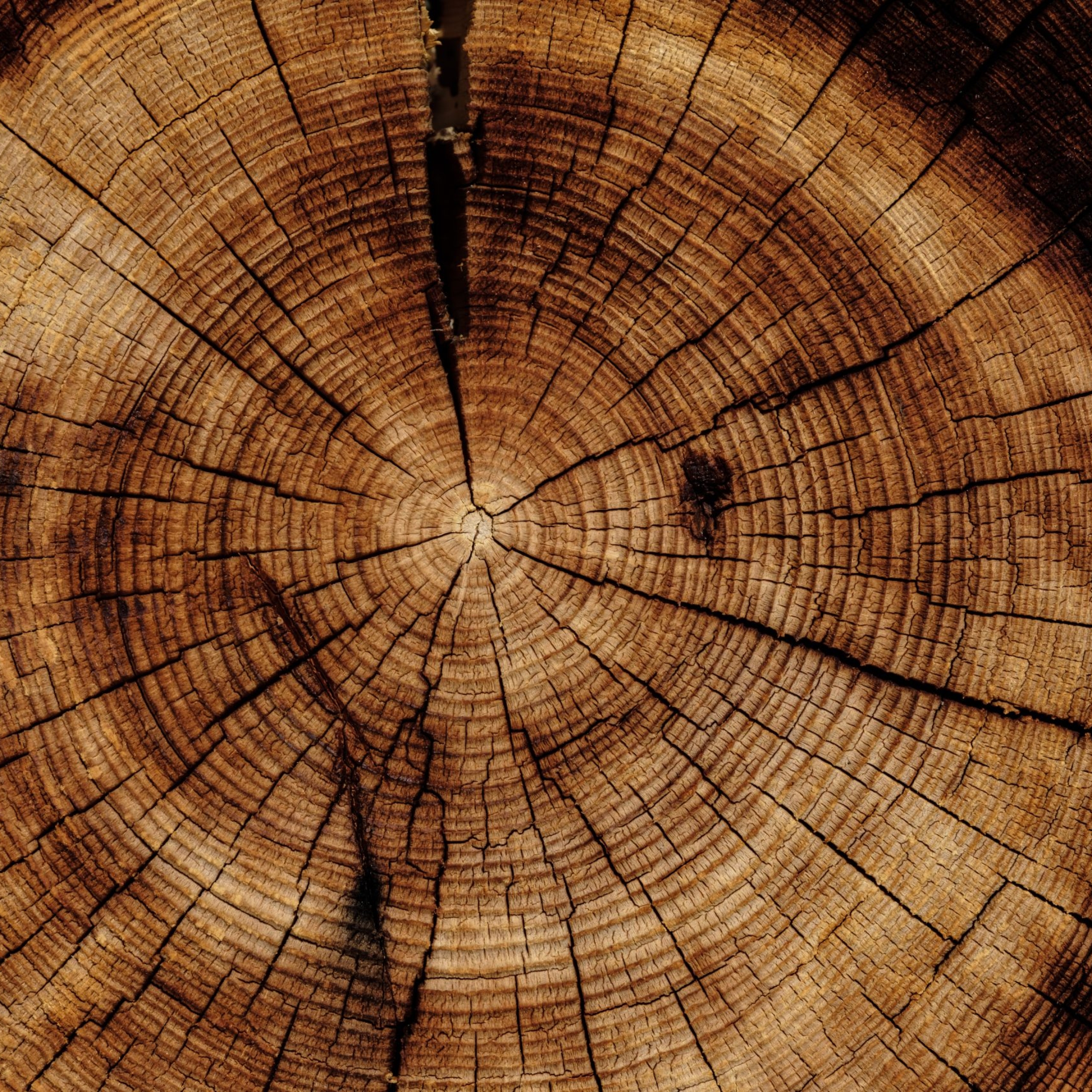 joel-jasmin-forestbird-xzPMUMDDsfk-unsplash